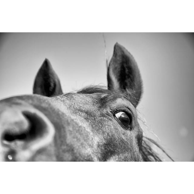 Horse Head Shot by Eyeshots - Drucken 17 Stories Größe: 50 cm H x 75 cm B on Productcaster.