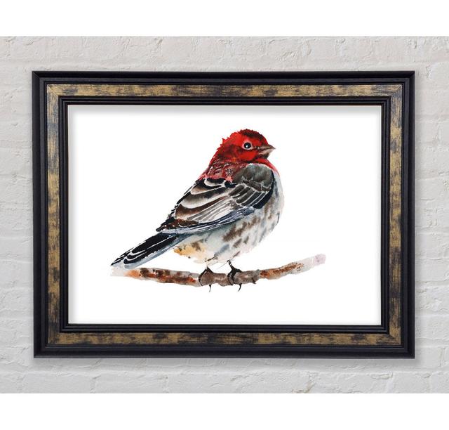 Red Finch - Single Picture Frame Art Prints Rosalind Wheeler Size: 100cm H x 141.4cm W x 8cm D on Productcaster.