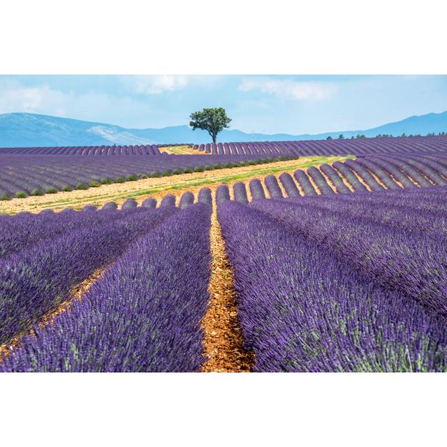 Field Of Lavender - Wrapped Canvas Print Lily Manor Size: 20cm H x 30cm W x 3.8cm D on Productcaster.