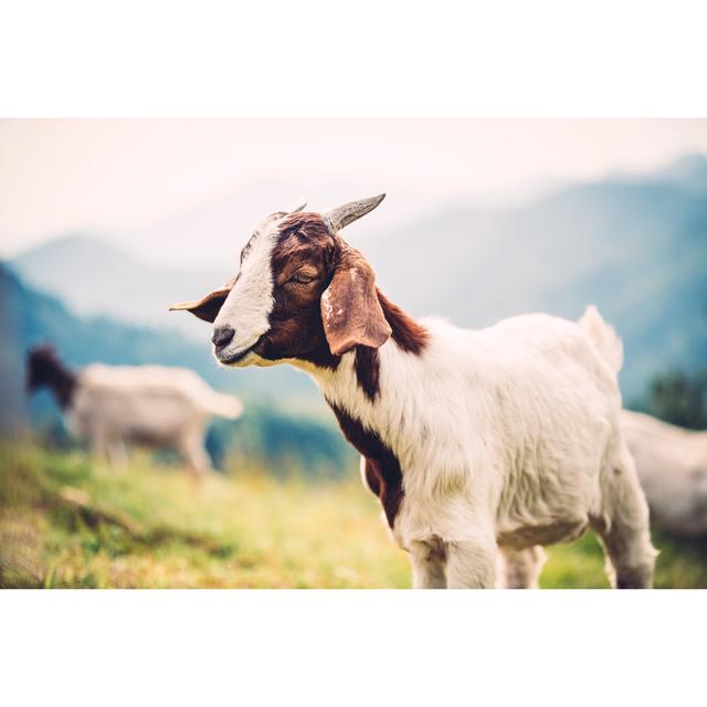 Young Goat On Pasture by Borchee - No Frame Art Prints on Canvas Brambly Cottage Size: 60cm H x 90cm W on Productcaster.