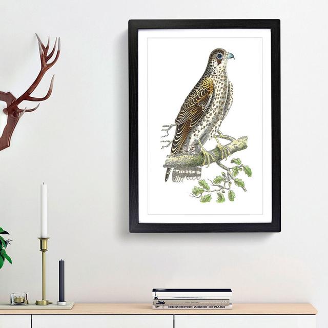 Brown Falcon by George Shaw - Picture Frame Painting Print East Urban Home Frame Option: Black Framed, Size: 48cm H x 36cm W x 2cm D on Productcaster.