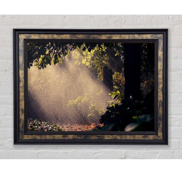 Summer Rain Forest Framed Print Bright Star Size: 100cm H x 141.4cm W on Productcaster.