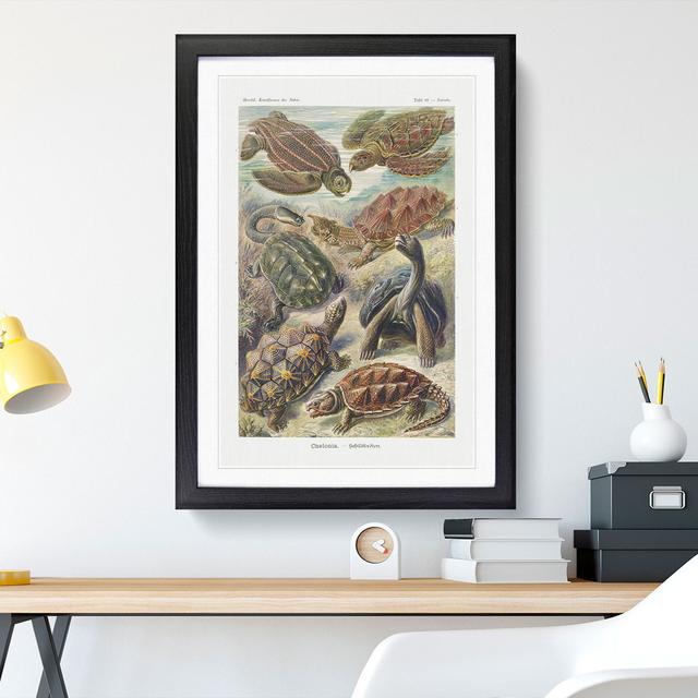 Turtles by Ernst Haeckel - Picture Frame Painting East Urban Home Frame Option: Black, Size: 48cm H x 36cm W x 2cm D on Productcaster.