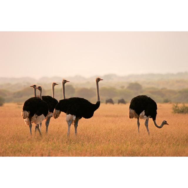 Ostriches in a Field by Themselves - Wrapped Canvas Photograph Ebern Designs Size: 30cm H x 46cm W x 3.8cm D on Productcaster.