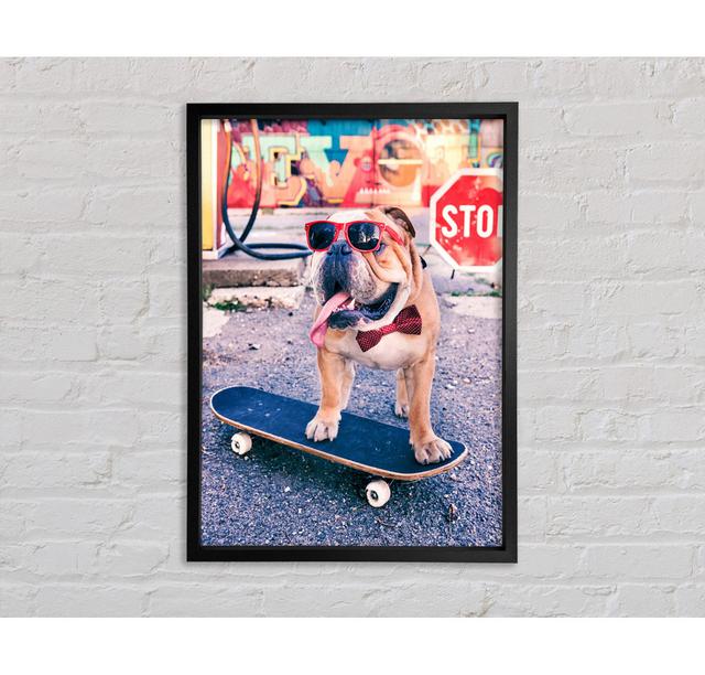 English Bulldog Skateboarding Framed Print Bright Star Size: 59.7cm H x 84.1cm W on Productcaster.