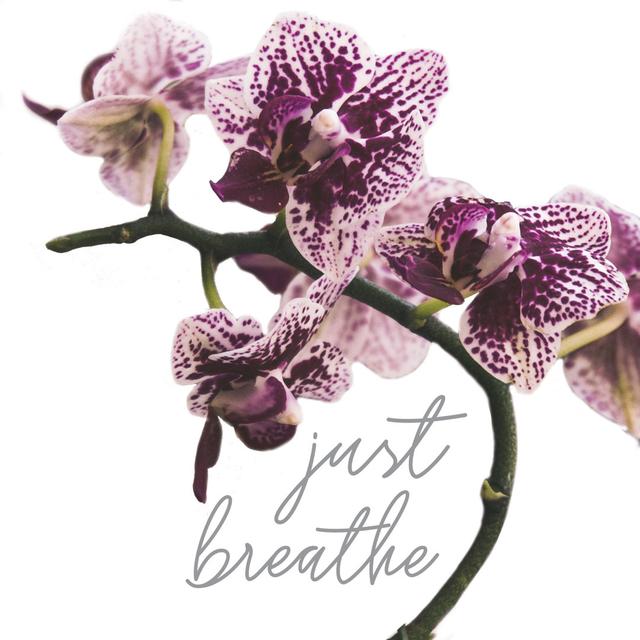 Breathe Orchids - Wrapped Canvas Print Latitude Run Size: 76cm H x 76cm W x 3.8cm D on Productcaster.