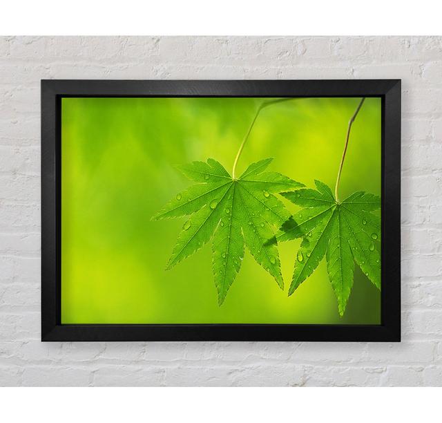 Branch With Greendewsdrop Leaves - Single Picture Frame Art Prints Bright Star Size: 42.1cm H x 59.7cm W x 3.4cm D on Productcaster.