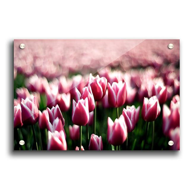 Pink Tulips Spring Flowers - Unframed Photograph Print on Acrylic East Urban Home Size: 21cm H x 29.7cm W on Productcaster.