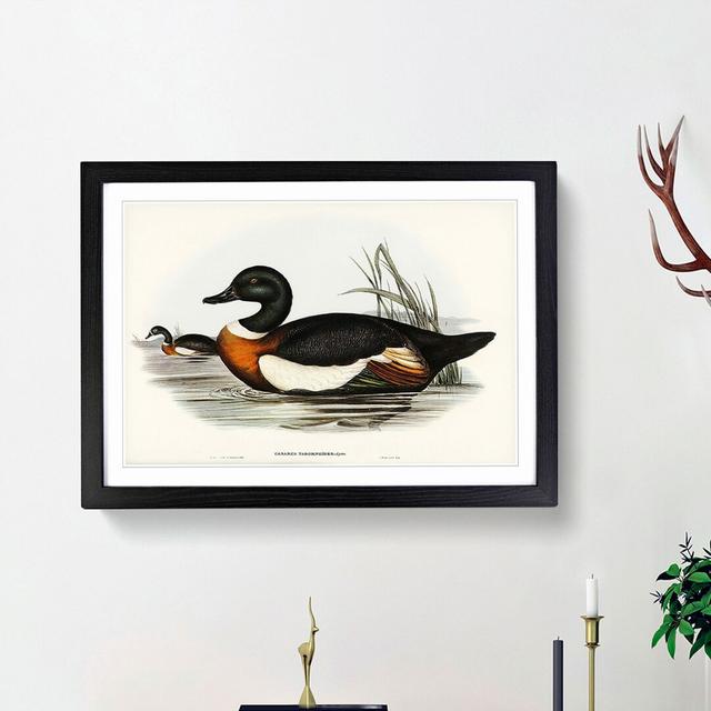 Two Ducks by Elizabeth Gould - Picture Frame Painting Print East Urban Home Size: 36cm H x 48cm W x 2cm D, Frame Option: Black Framed on Productcaster.