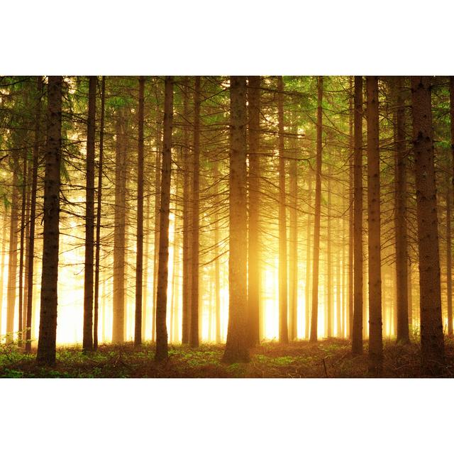 Sunrise In The Forest by Borchee - Print Alpen Home Size: 81cm H x 122cm W on Productcaster.