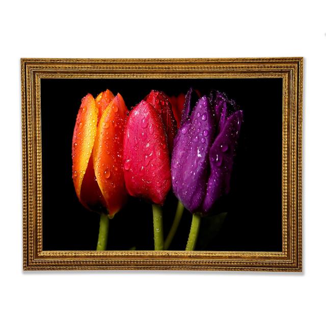 Colourful Tulips Framed Print Ebern Designs Size: 42.1cm H x 59.7cm W on Productcaster.