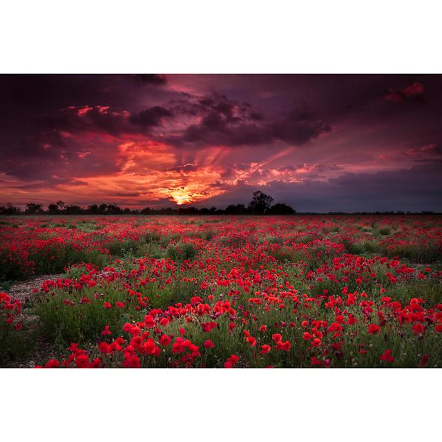 Dark Skies And Poppy Fields Ebern Designs Size: 30cm H x 46cm W x 3.8cm D on Productcaster.