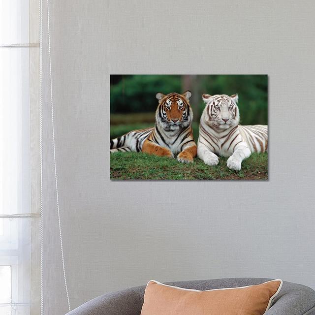 Bengal Tiger Pair, One With Normal Coloration And Other Is A White Morph, India by - Print Brayden Studio Size: 45.72cm H x 66.04cm W x 3.81cm D on Productcaster.