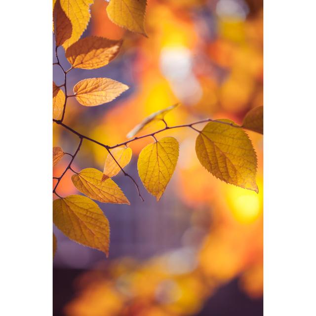 Autumn Leaves - Print 17 Stories Size: 30cm H x 20cm W on Productcaster.