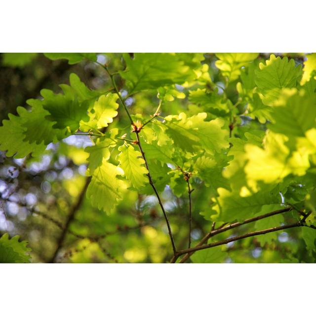 Fresh Oak Tree Leaves by Aloha_17 - No Frame Art Prints on Canvas 17 Stories Size: 30cm H x 46cm W on Productcaster.