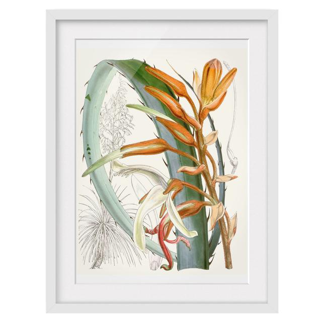 Vintage Illustration Tropical Flowers I - Picture Frame Graphic Art 17 Stories Frame Option: White Framed, Size: 40cm H x 30cm W x 2cm D on Productcaster.