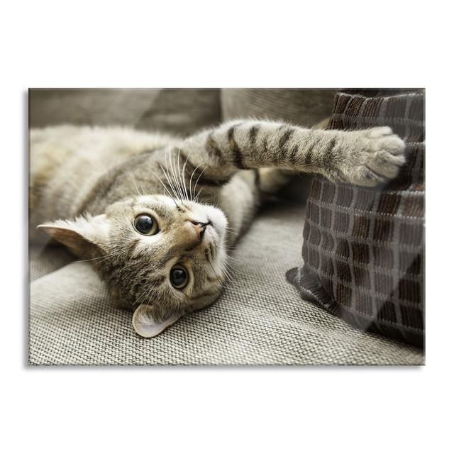 Cute Kitten Playing - Unframed Photograph on Glass Brayden Studio Size: 70cm H x 100cm W x 0.4cm D on Productcaster.