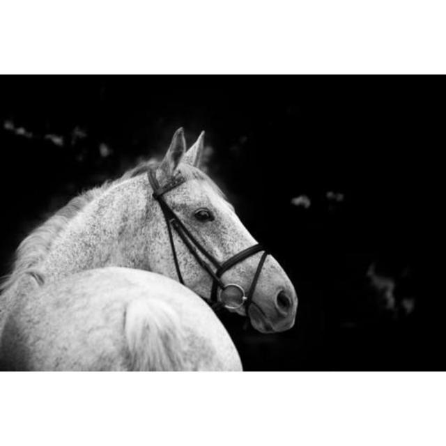 Bridled Beauty - Wrapped Canvas Art Prints Brambly Cottage Size: 81cm H x 122cm W on Productcaster.