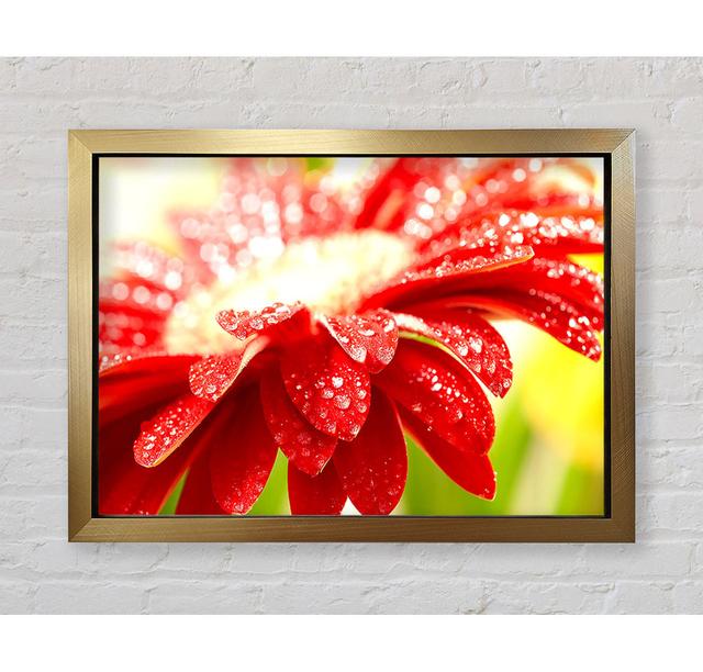 Amazing Red Flower - Single Picture Frame Art Prints Bright Star Size: 42cm H x 59.7cm W x 3.4cm D on Productcaster.