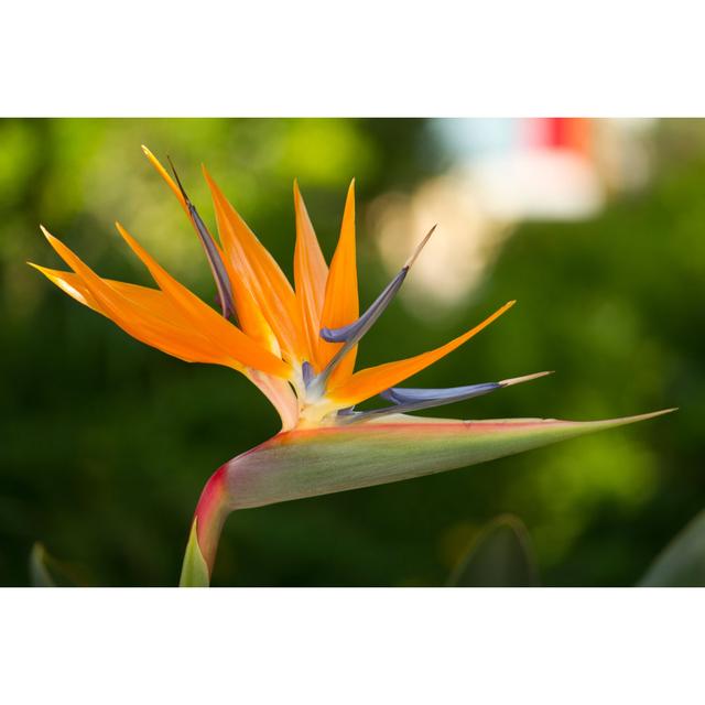 Mahtotopa Strelitzia Reginae Flower by Membio - Wrapped Canvas Photograph Latitude Run Size: 51cm H x 76cm W x 3.8cm D on Productcaster.