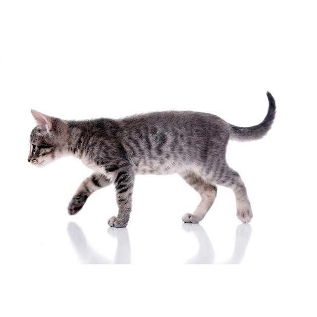 Kitten Walking by MilamPhotos - No Frame Art Prints on Canvas 17 Stories Size: 51cm H x 76cm W on Productcaster.