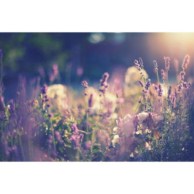 Lavender by Rike_ - Wrapped Canvas Art Prints Lily Manor Size: 30cm H x 46cm W x 3.8cm D on Productcaster.