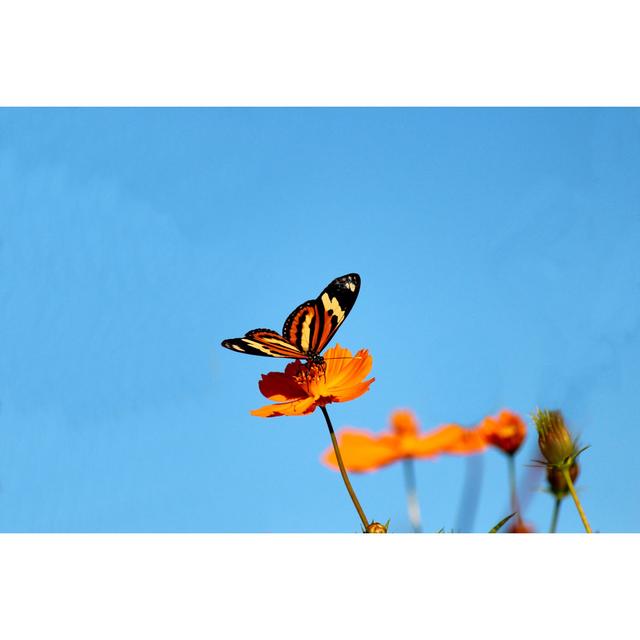 Butterfly Â€“ Rhopalocera - Wrapped Canvas Art Prints Brambly Cottage Size: 20cm H x 30cm W x 3.8cm D on Productcaster.