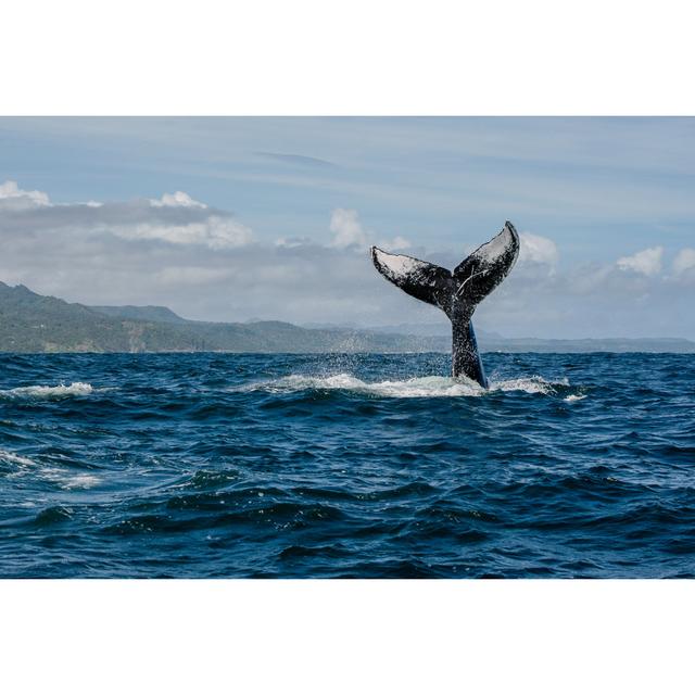 Humpback Whale Tail by Kit Korzun - Wrapped Canvas Photograph Breakwater Bay Size: 30cm H x 46cm W on Productcaster.