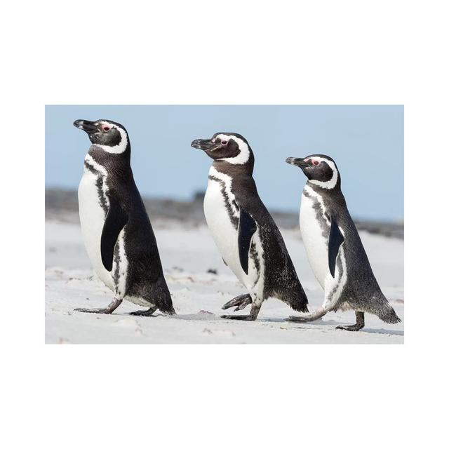 Magellanic Penguin, Falkland Islands. by Martin Zwick - Wrapped Canvas Photograph House of Hampton Size: 101.6cm H x 152.4cm W x 3.81cm D on Productcaster.