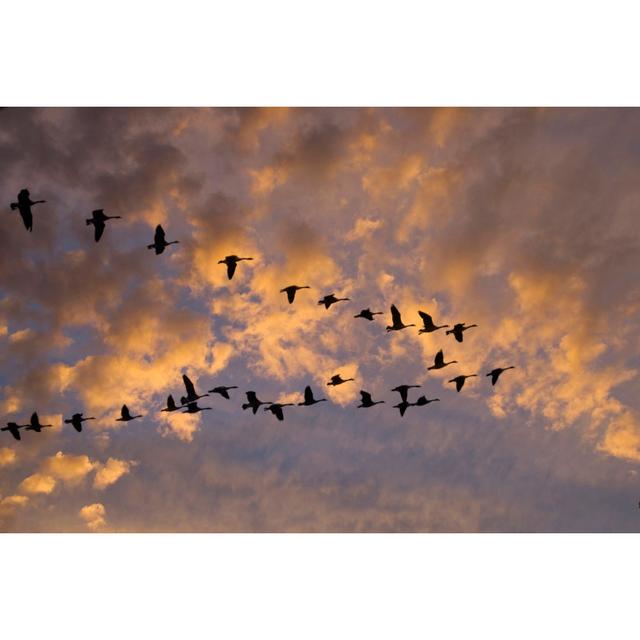 Canadian Geese by Gordo25 - Wrapped Canvas Photograph Latitude Run Size: 20cm H x 30cm W x 3.8cm D on Productcaster.