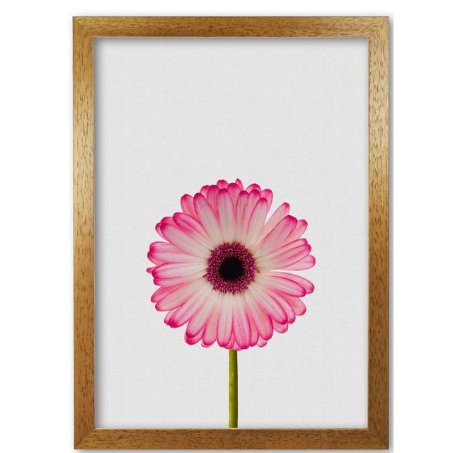 Daisy Still Life - Graphic Art Print on Paper East Urban Home Format: Honey Oak Frame, Size: 30 cm H x 21 cm W x 5 cm D on Productcaster.