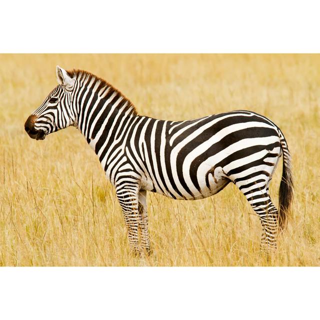 Masai Mara Zebra by Tankbmb - Wrapped Canvas Print Latitude Run Size: 30cm H x 46cm W on Productcaster.