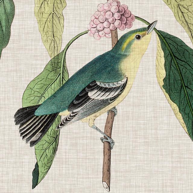 Avian Crop IV by John Audubon - Wrapped Canvas Painting Brambly Cottage Size: 76cm H x 76cm W x 3.8cm D on Productcaster.