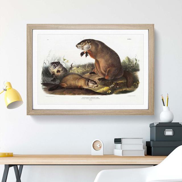 Woodchucks by J.W. Audubon - Picture Frame Painting Print East Urban Home Frame Option: Oak, Size: 40cm H x 60cm W x 2cm D on Productcaster.