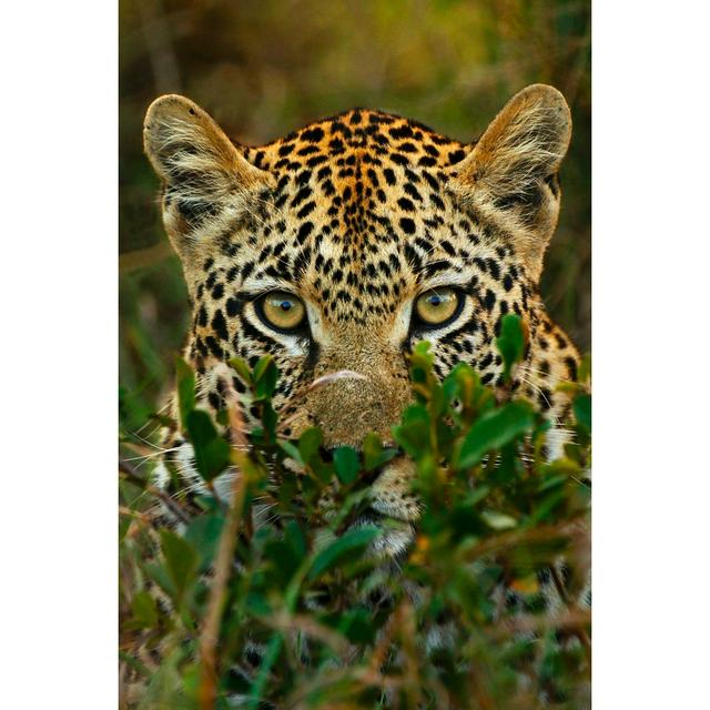 Leopard In Africa by RudiHulshof - Wrapped Canvas Print Latitude Run Size: 91cm H x 61cm W x 3.8cm D on Productcaster.