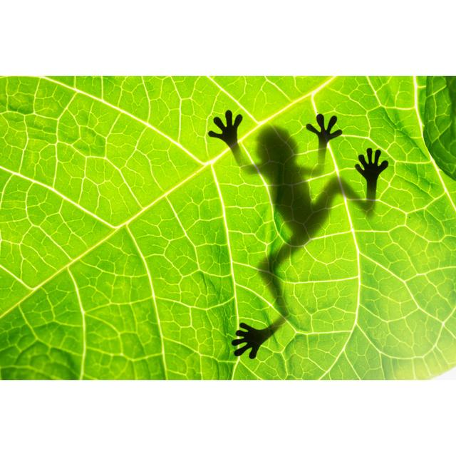 Frog Shadow on the Leaf by Patryk Kosmider - Wrapped Canvas Photograph Bay Isle Home Size: 30Cm H x 46Cm W on Productcaster.