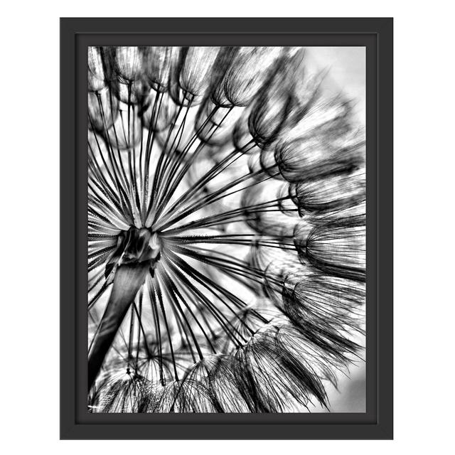 Gerahmtes Wandbild Schöne Pusteblume East Urban Home Größe: 38 cm H x 30 cm B on Productcaster.