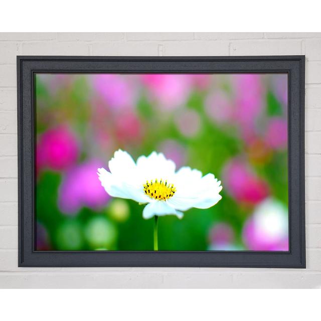 White Cosmos - Print Brayden Studio Size: 59.7cm H x 84.1cm W x 1.5cm D, Format: Natural Framed Paper on Productcaster.