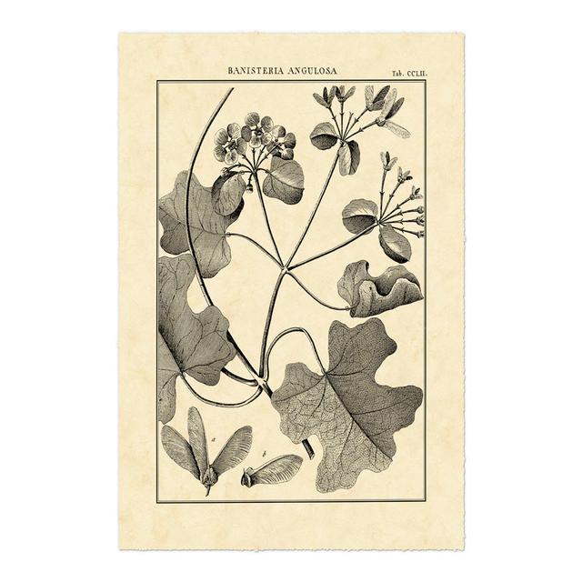 Vintage Botanical Study II by Sellier - Wrapped Canvas Art Prints August Grove Size: 76cm H x 51cm W x 3.8cm D on Productcaster.