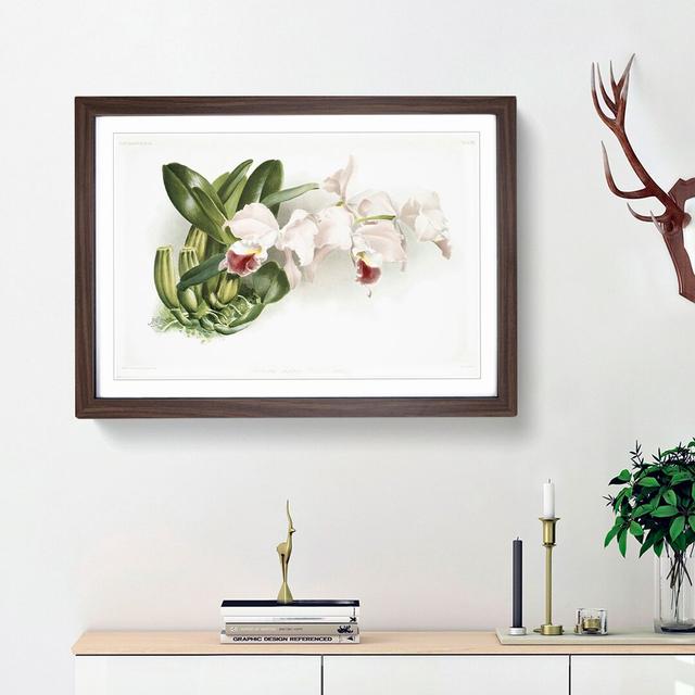 Magnolia Flowers Illustration Tab.75 by Frederick Sander - Picture Frame Art Print East Urban Home Size: 48cm H x 65cm W x 2cm D, Frame Option: Walnut on Productcaster.