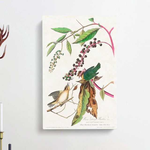 Two Warbler Birds by John Audubon - Wrapped Canvas Painting East Urban Home Size: 60cm H x 40cm W x 3cm D on Productcaster.