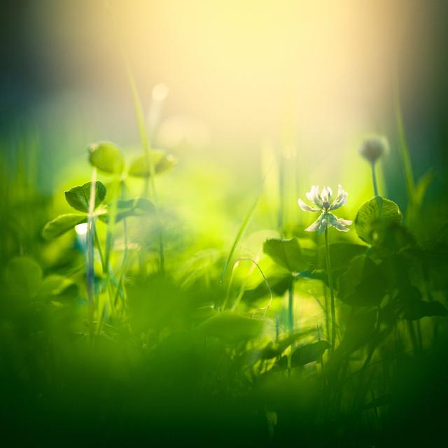 Green Field With Sunlight by Jeja - No Frame Art Prints on Canvas 17 Stories Size: 122cm H x 122cm W on Productcaster.