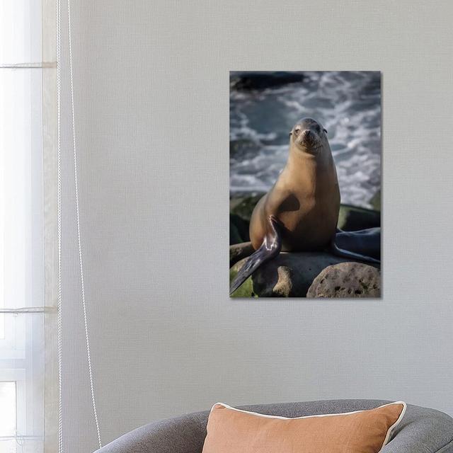 Full View of a Sea Lion Perched on a Rock by Sheila Haddad - Wrapped Canvas Graphic Art House of Hampton Size: 66.04cm H x 45.72cm W x 1.905cm D on Productcaster.