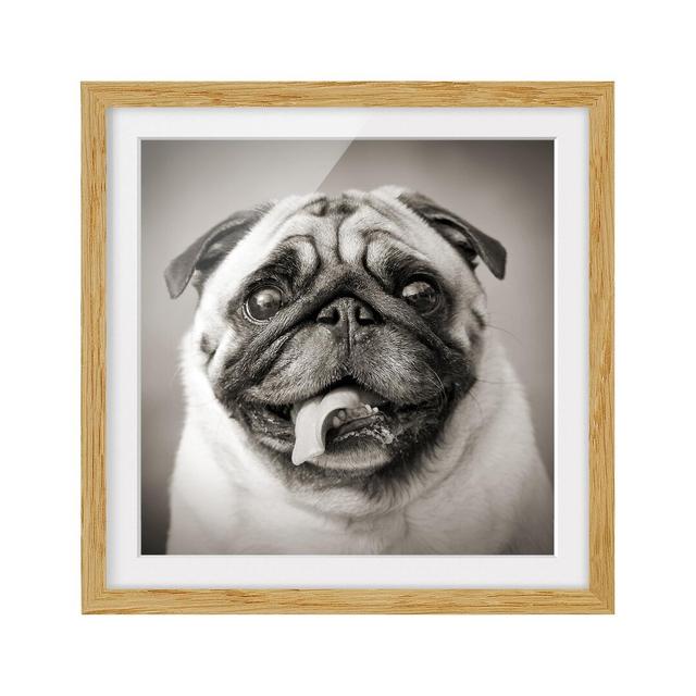 Funny Pug Framed Graphic Art Print East Urban Home Size: 70cm H x 70cm W, Rahmenoptionen: Natural oak on Productcaster.