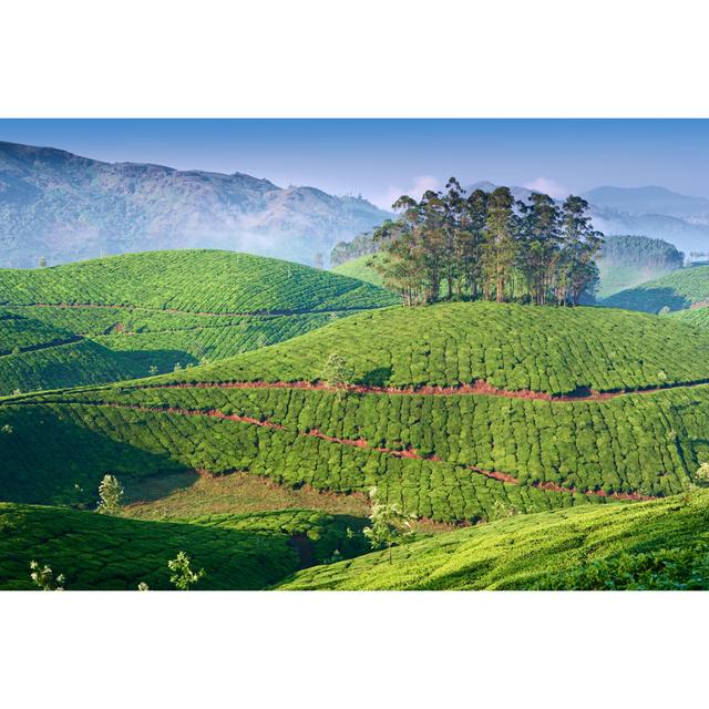 Tea Plantation by Hadynyah - Print Alpen Home Size: 40cm H x 60cm W on Productcaster.