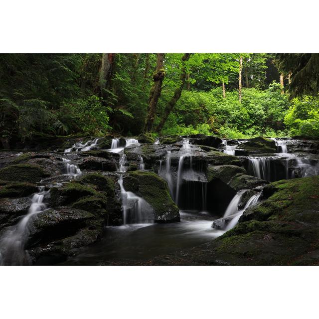 Vancouver Island Rainforest by EmilyNorton - No Frame Art Prints on Canvas Alpen Home Size: 40cm H x 60cm W on Productcaster.