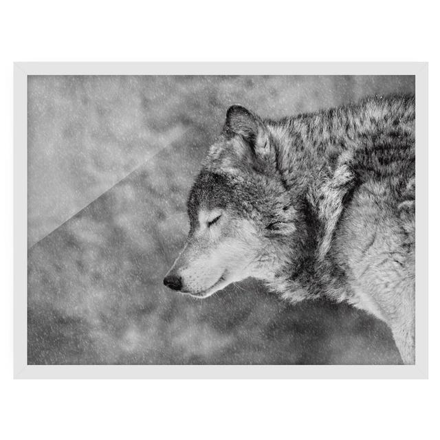 Winter Wolf - Picture Frame Photograph Union Rustic Size: 40cm H x 55cm W x 2cm D, Framed Option: White Framed on Productcaster.