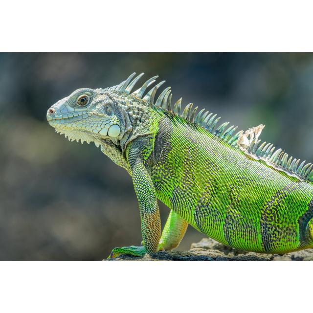 Iguana Wildlife von Benedek - Druck Alpen Home Größe: 80 cm H x 120 cm B on Productcaster.