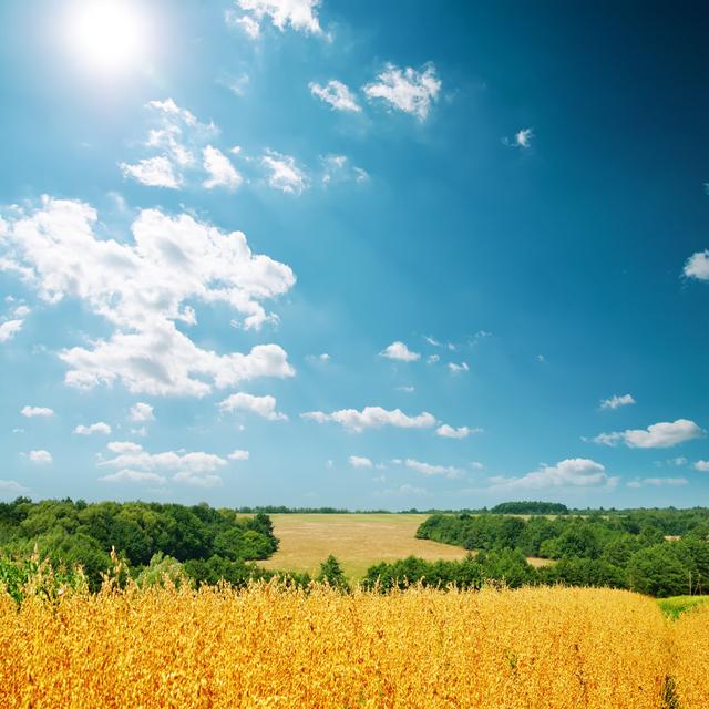 Golden Oat Under Sky by Mycola - Wrapped Canvas Photograph Latitude Run Size: 91cm H x 91cm W on Productcaster.