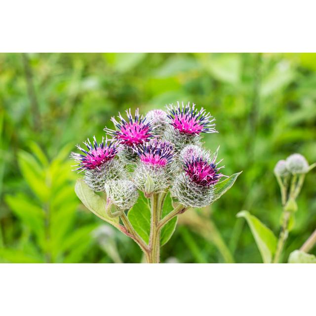 Grebasch Purple Flowers - Wrapped Canvas Print Latitude Run Size: 30cm H x 46cm W x 3.8cm D on Productcaster.